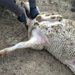 La misma situación que nunca cesa: nuevos ataques de lobo dejan siete animales muertos y cinco heridos en explotaciones salmantinas