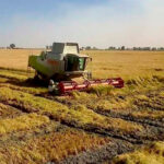 La Junta traslada al MAPA la propuesta del sector para compensar las pérdidas del arroz andaluz con cargo a la reserva europea de crisis