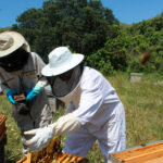 Alertan de una merma de más del 40% en la producción de miel debido a la sequía y la presión y daños provocados por el abejaruco