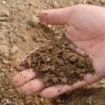 Proyecto CONFETI: Crean un sistema que produce un fertilizante en el propio campo y con energías renovables