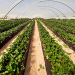 Miteco publica la resolución provisional de las ayudas a la renaturalización y restauración ecológica en el ámbito agrario y forestal de Doñana