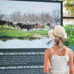 La RUCTL cierra su exposición sobre el toro bravo como guardián de la biodiversidad en Sevilla con más de 150.000 visitantes