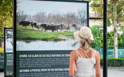 La RUCTL cierra su exposición sobre el toro bravo como guardián de la biodiversidad en Sevilla con más de 150.000 visitantes