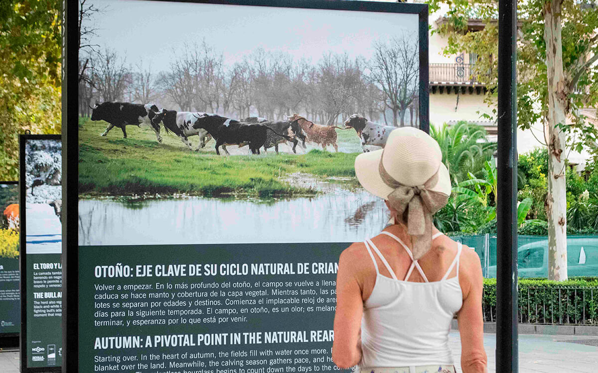 La RUCTL cierra su exposición sobre el toro bravo como guardián de la biodiversidad en Sevilla con más de 150.000 visitantes
