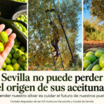 Sevilla no puede perder el origen de sus aceitunas