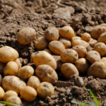 La patata sigue dando alegrías, con subidas en todas las variedades de hasta 30 euros la tonelada mientras que el cereal continúa estable en León