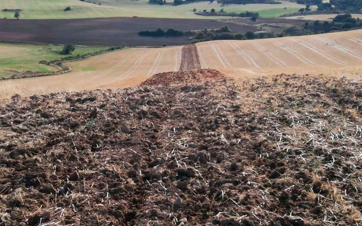 La superficie de cultivos en España se recorta más de 500.000 hectáreas en una década: bajan los cultivos herbáceos mientras suben los leñosos