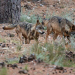 La paciencia se agota y exigen medidas ante un nuevo ataque de lobos: ya van tres comunicados en menos de una semana en Salamanca