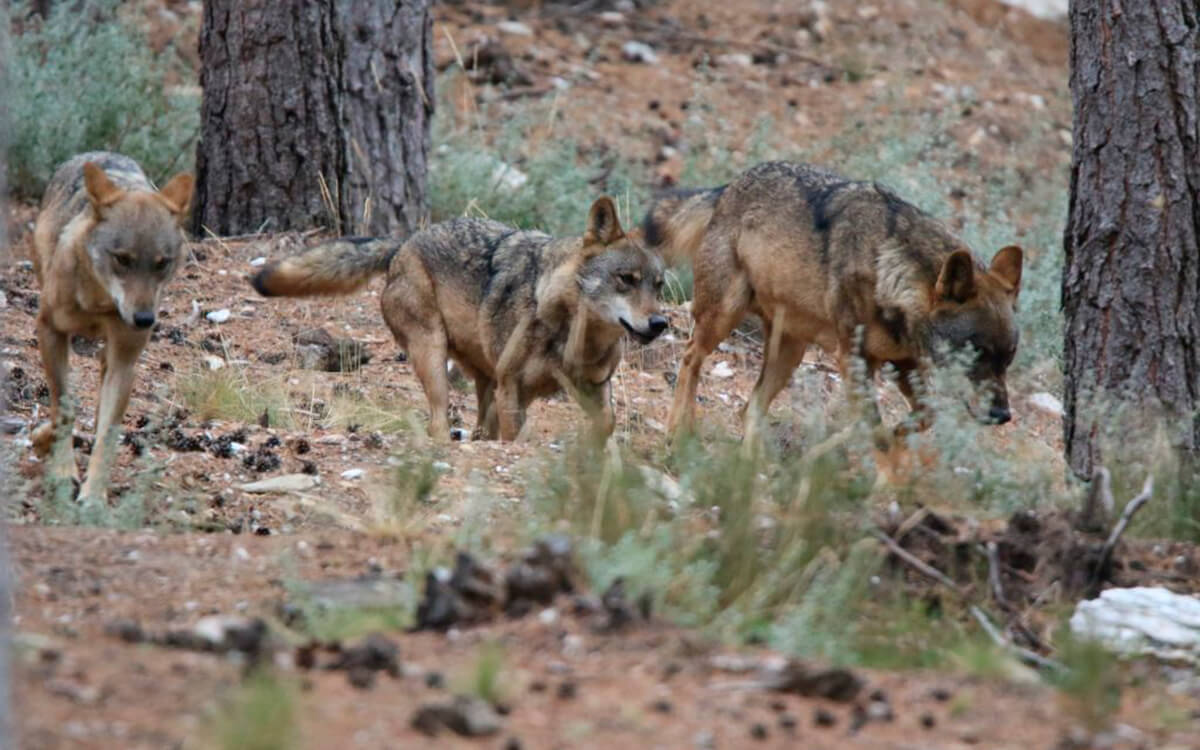 La paciencia se agota y exigen medidas ante un nuevo ataque de lobos: ya van tres comunicados en menos de una semana en Salamanca