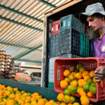 Solicitan un esfuerzo económico a la industria de transformación de cítricos para mejorar los precios que reciben los productores