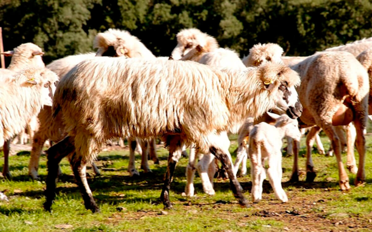 La falta de registros y el uso intensivo de sementales amenazan la conservación de las razas ibéricas de oveja