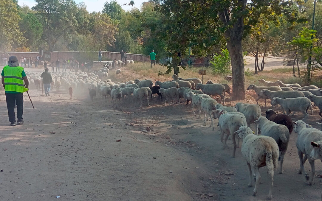 Vuelve la gran Fiesta de la Trashumancia: Los rebaños de ovejas y cabras llega a Madrid y el sábado recorrerán el centro de la capital