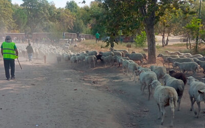 Vuelve la gran Fiesta de la Trashumancia: Los rebaños de ovejas y cabras llega a Madrid y el sábado recorrerán el centro de la capital