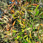 La sequía condiciona el impacto de Xylella en el almendro: un estudio de la UCO muestra cómo puede influir en la respuesta al patógeno